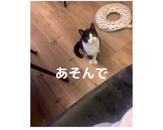 猫を飼うのに揃えておくもの 準備するもの カッツェブログ